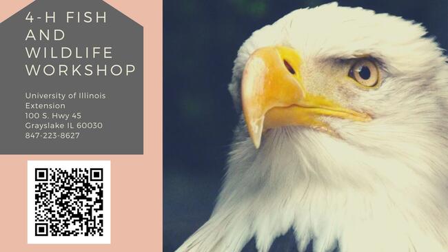 Head of Eagle for 4-H Fish and Wildlife workshop 