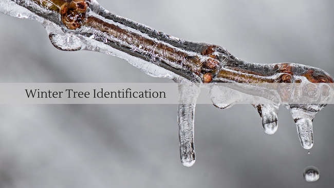 a close up photo of a bare branch encased in ice