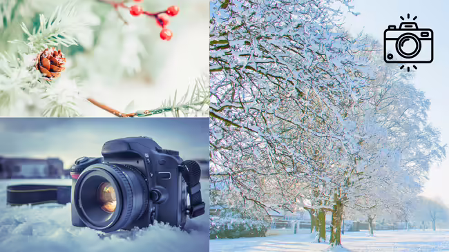 Image of a pine tree with pine cones and berries, an image of a camera sitting in the snow, and an image of trees with snow on their branches.