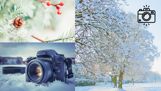 Image of a pine tree with pine cones and berries, an image of a camera sitting in the snow, and an image of trees with snow on their branches. 