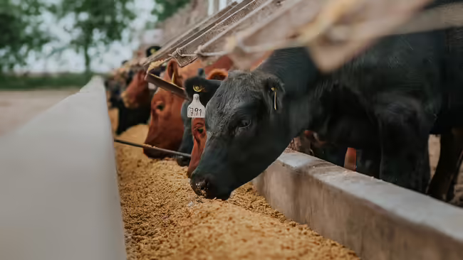 Side view of a concrete feed bunk filled while beef cattle eat from it. 