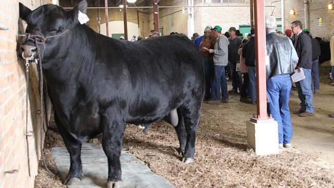 Angus bull viewing before sale begins. 