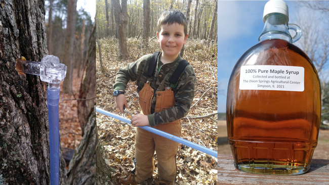 a bottle of maple syrup and a boy setting up a maple tap