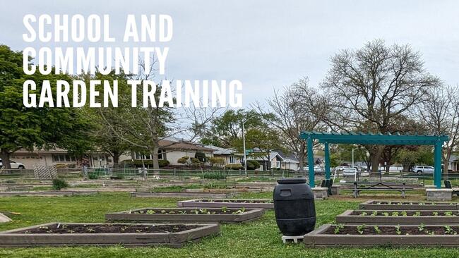 Community Garden with lettuce in Raised beds