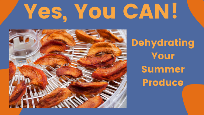 peach slices on a dehydrator shelf