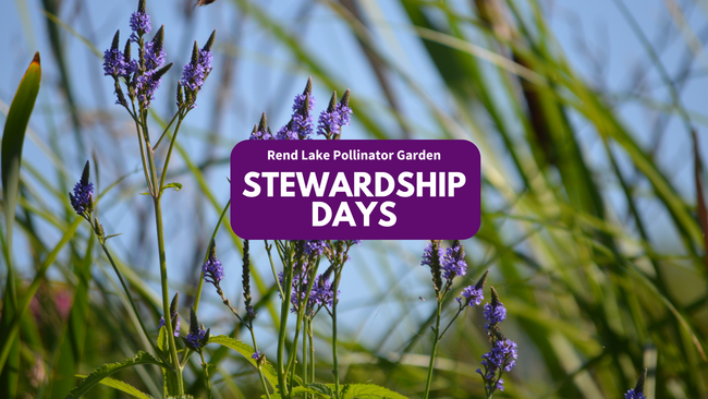 flowers and grass, "Rend Lake Pollinator Garden Stewardship Days"