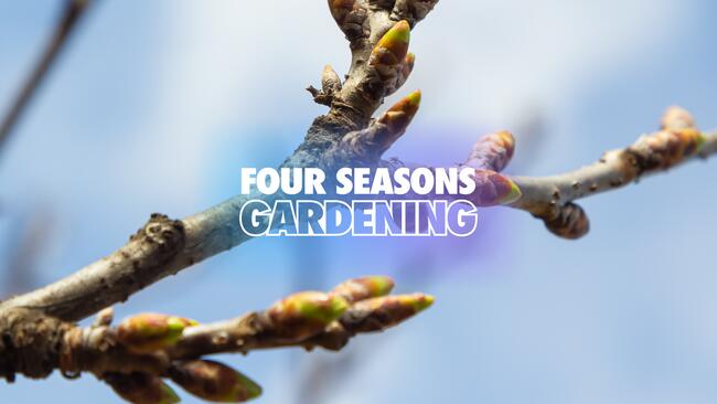 Up close view of a tree branch with emerging buds. 