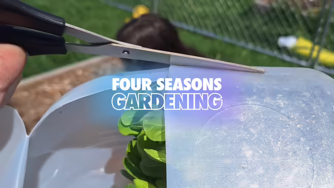A person cuts a side open of a plastic milk container being used as a seed starter container before planting.