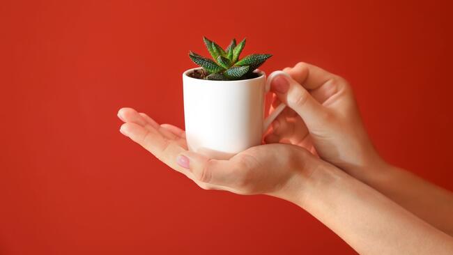 hands holding a succulent in a mug