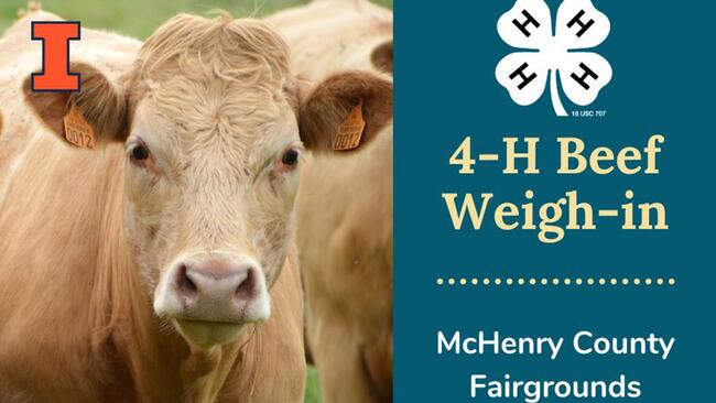 4-H Beef Weigh In