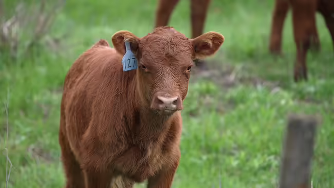 A calf standing in a green pasture. 