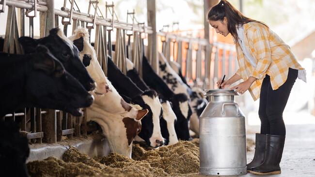 A person feeds dairy cows sticking their heads through bunk style feeders in a shed.