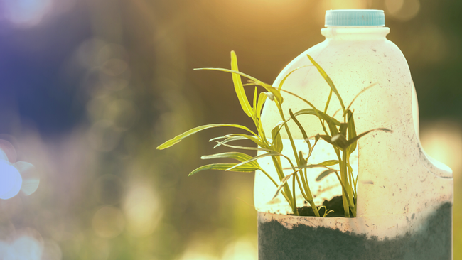 milk jug with plant growing in it