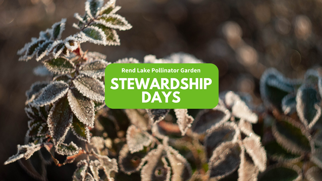 frosted plant leaves, "Rend Lake Pollinator Garden Stewardship Days"