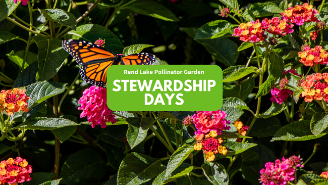 butterfly on pink and orange flowers, "Rend Lake Pollinator Garden Stewardship Days"