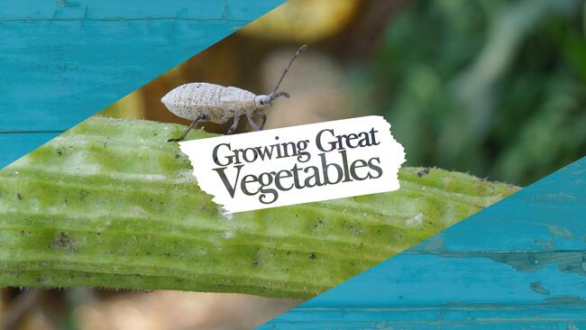 A grey insect crawls along the top of a garden vine and a text overlay reading Growing Great Vegetables.