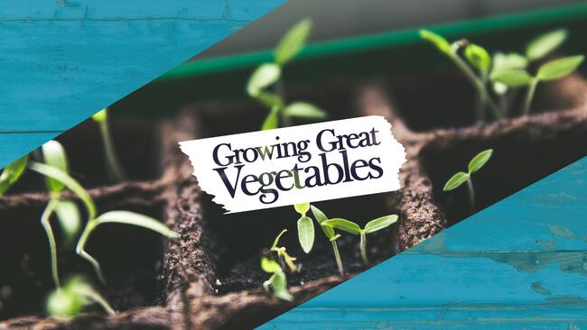 Tiny seedlings emerging from trays with text overlay reading Growing Great Vegetables.