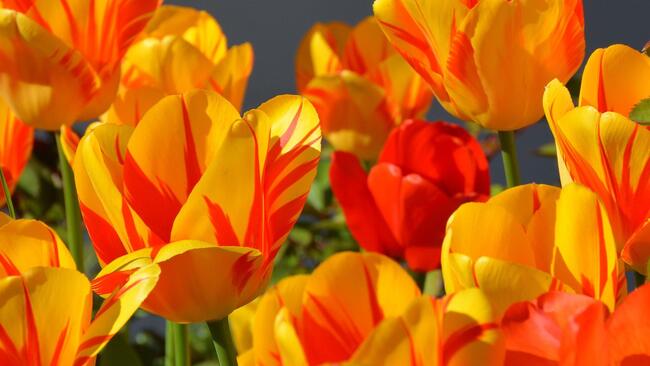 Yellow and orange tulips.