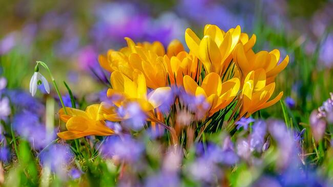 Yellow and purple flowers