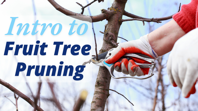 person using a hand nippers to trim a tree twig off of a limb