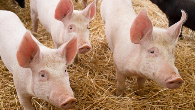 A group of three white Yorkshire pigs standing in a pen filled with straw bedding.