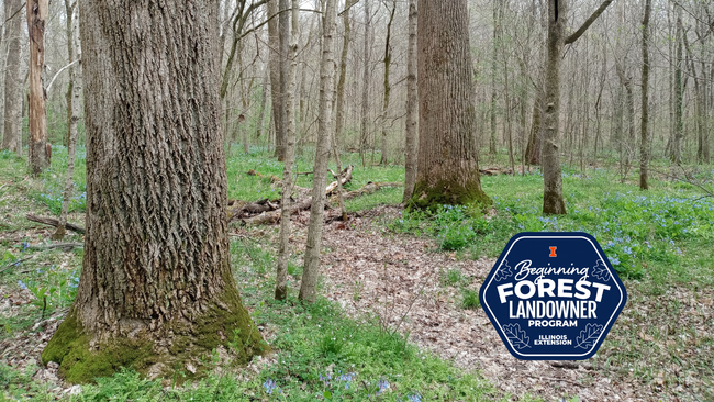 Forest scene in the spring