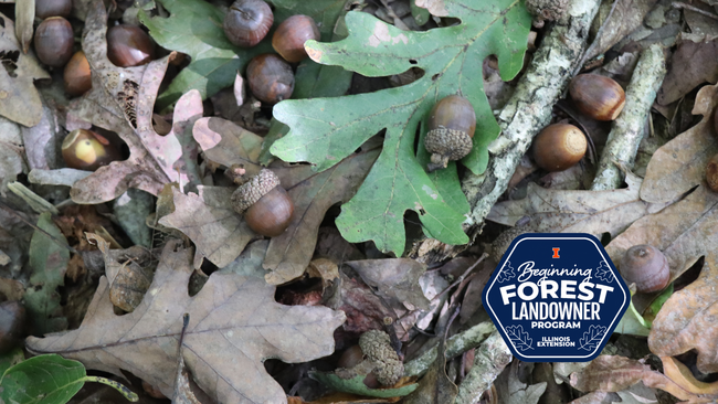 Forest floor with leaves and acorns