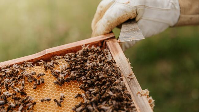 gloved hand holding a frame from a bee hive