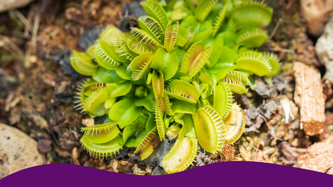 A Venus flytrap plant planted in the ground.