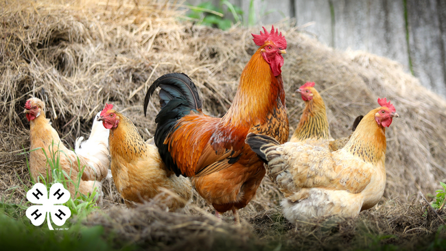 A group of chickens roaming around outside. A white 4-H clover in the bottom left corner.