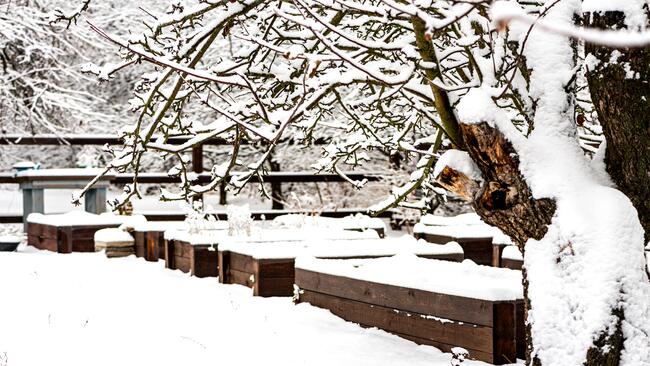 raised beds covered in snow