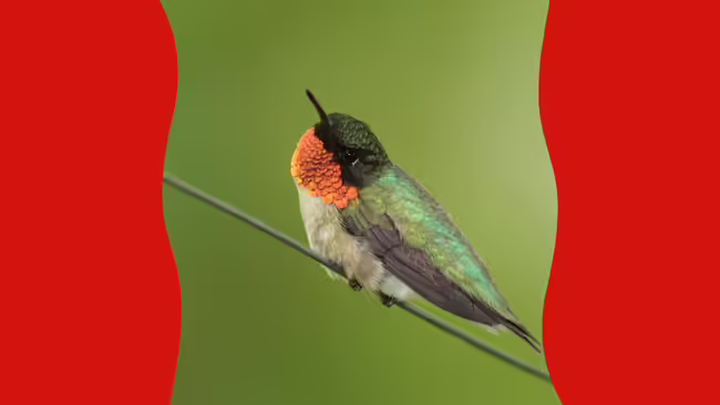 hummingbird on a branch