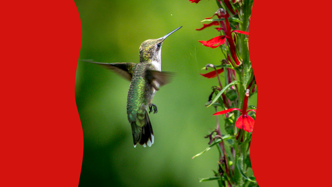 hummingbird flying next to flowers