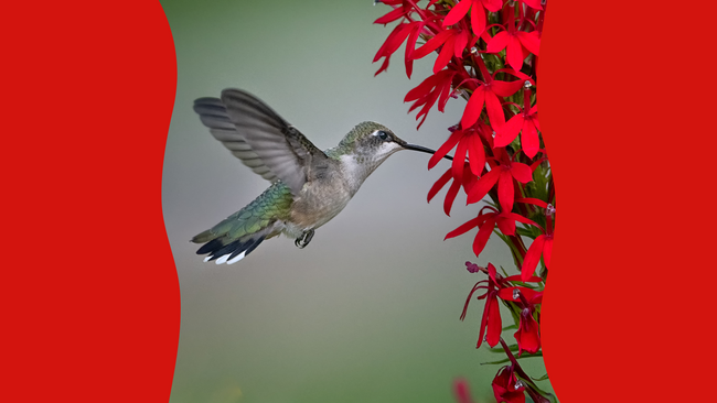 hummingbird flying next to flowers