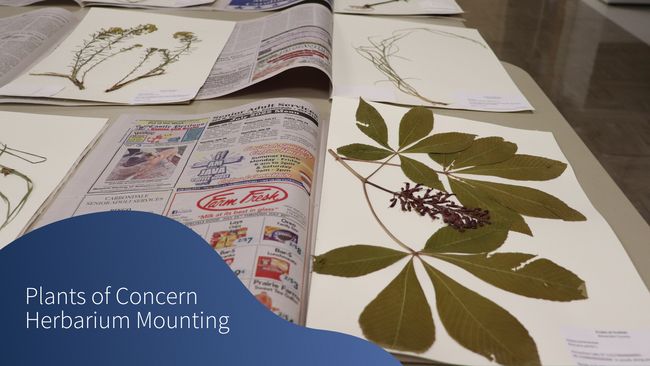 herbarium mount, "Plants of concern herbarium mounting"