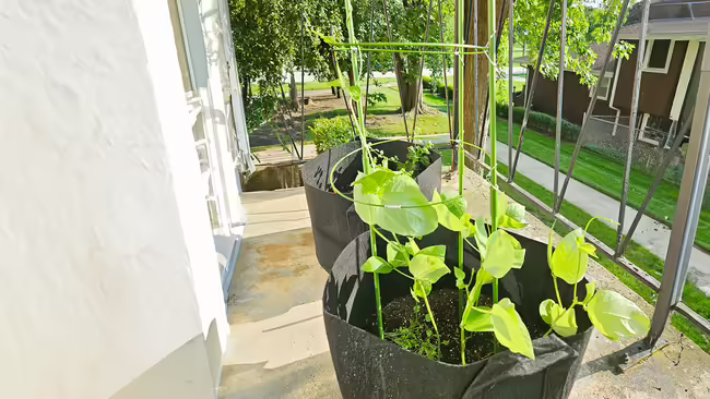Black eyed peas growing on a balcony.