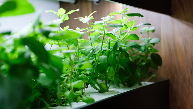 Light shining on plants