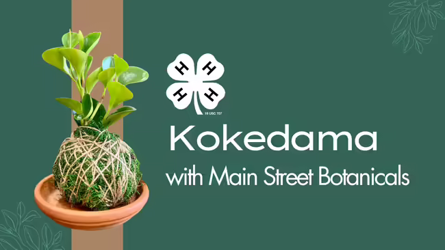 Japanese Kokedama pictud on a green background 