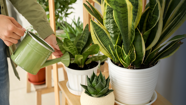 A person using a watering can to water their indoor plants.