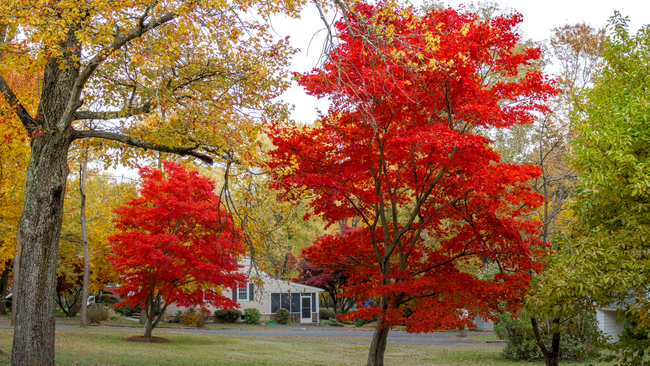 Red maple trees and other trees leafs changing colors.