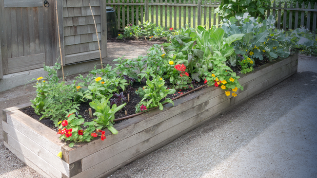 A raised bed garden with various flowers and vegetables growing in it.