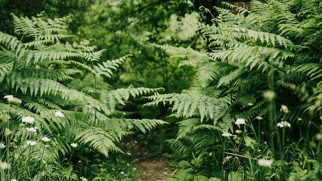 Garden with ferns 