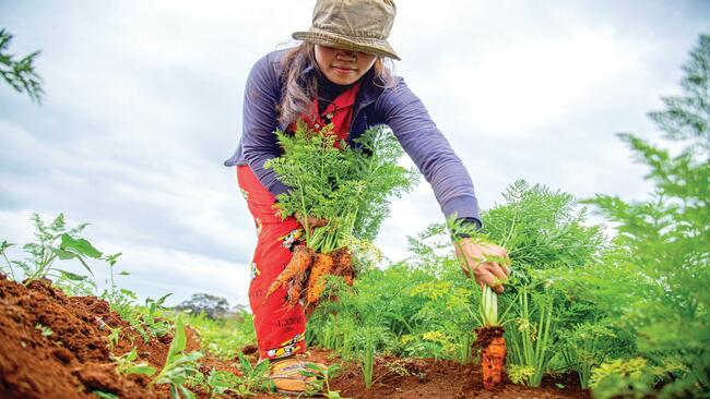 Person Harvesting Carrots from a filed. 