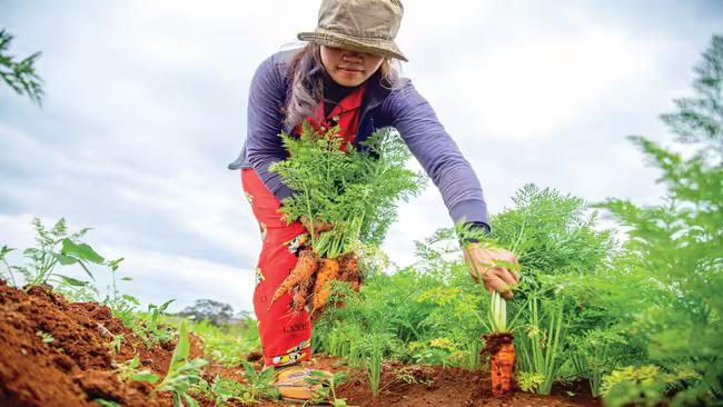 Person Harvesting Carrots from a filed.