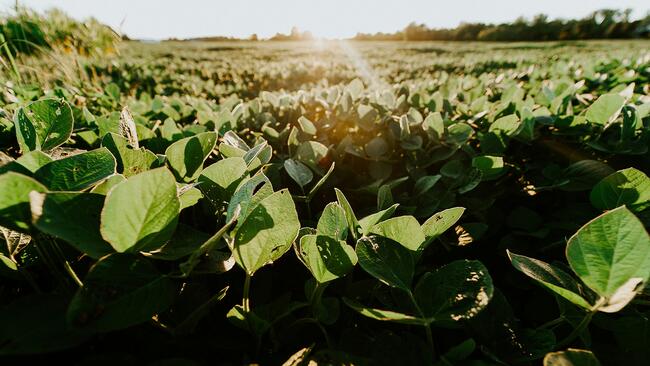 soybeans growing in a field