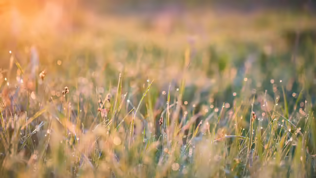 Beautiful background with morning dew on grass close.