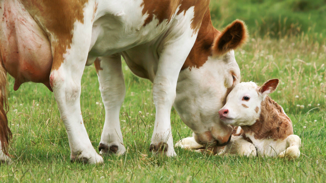 Mother and baby cow