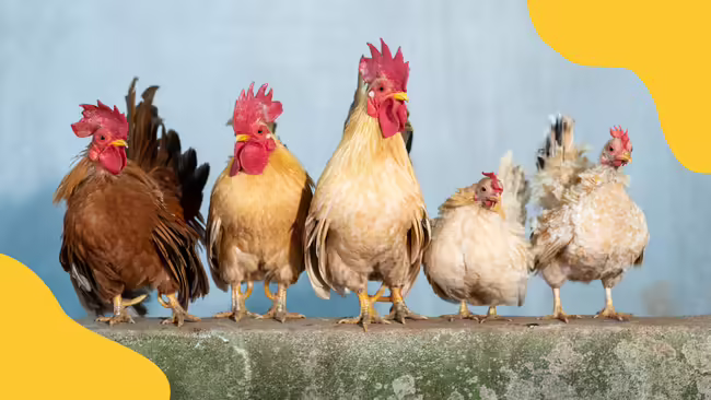 Chickens sitting on a step with yellow orange corner graphics.