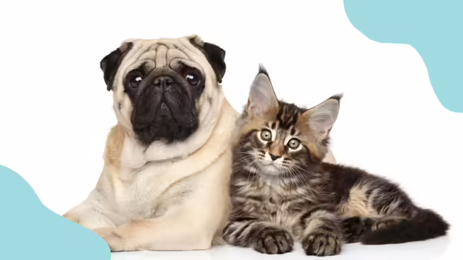 Dog and Cat with light blue corner graphics.