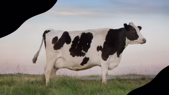 Dairy Cow standing in a field with black corner graphics.